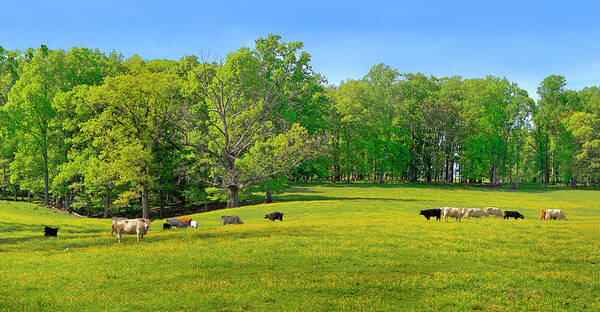 Yellow Flowering Cow Pasture Art Print featuring the photograph Flowering Cow Pasture by The James Roney Collection
