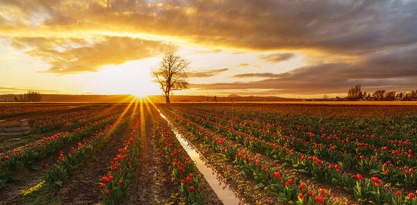 Tulip Fields Art Print featuring the photograph Golden Skagit Valley Sunset by Mike Reid