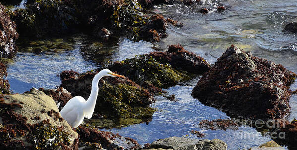 Heron Art Print featuring the photograph Heron at the TIde Pools by Debby Pueschel