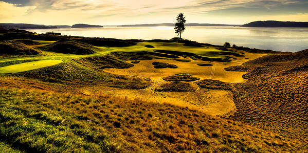 Hole #15 - The Lone Fir At Chambers Bay Art Print featuring the photograph Hole #15 - The Lone Fir at Chambers Bay by David Patterson