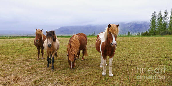 Iceland Art Print featuring the photograph Icelandic Horse Quartet by Catherine Sherman