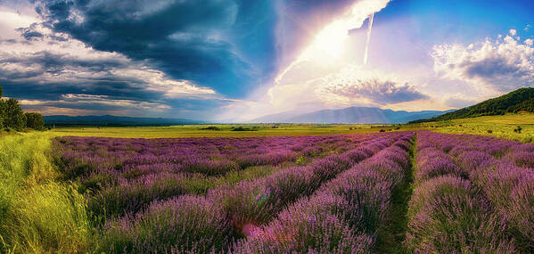 Field Art Print featuring the photograph Lavender field panorama by Plamen Petkov