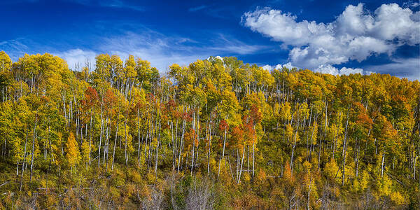 Scenic Art Print featuring the photograph Layers of Colors of an Aspen Tree Forest Panorama by James BO Insogna