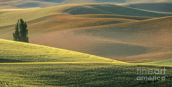 Landscape Art Print featuring the photograph Lone Tree in the Palouse by Sandra Bronstein