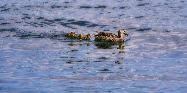 Duck Art Print featuring the photograph Mallard Duck and Ducklings by Steven Ralser