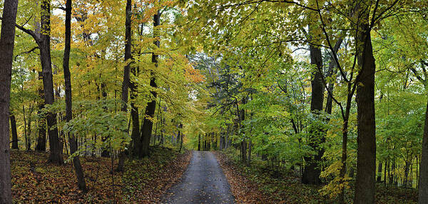 Autumn Art Print featuring the photograph Maple Drive Panorama by Bonfire Photography