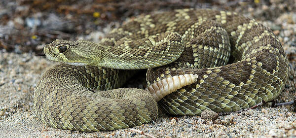 Mojave Art Print featuring the photograph Mohave Green Rattlesnake 6 by Bob Christopher