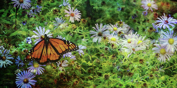 Monarch Butterfly Art Print featuring the photograph Monarch And Aster 5626 IDP_2Monarch And Aster 5626 IDP_2 by Steven Ward