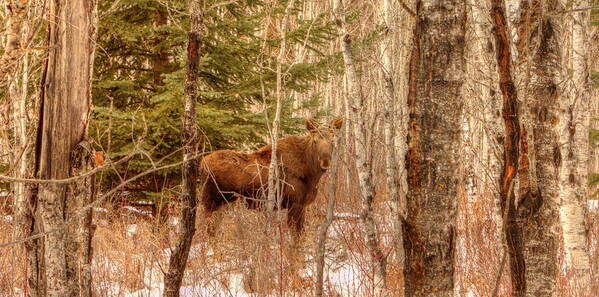 Moose Art Print featuring the photograph Moose Calf by Jim Sauchyn