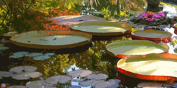 Garden Pond Art Print featuring the photograph Morning Sunlight through Lilies by John Lautermilch