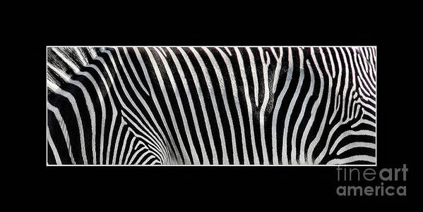 Animal Art Print featuring the photograph Natures Natural Patterns #2 ..Zebra by Elaine Manley