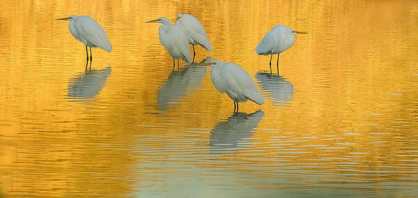 Great Egrets Art Print featuring the photograph Great Egrets Golden Pond 112813-5005-3cr by Tam Ryan