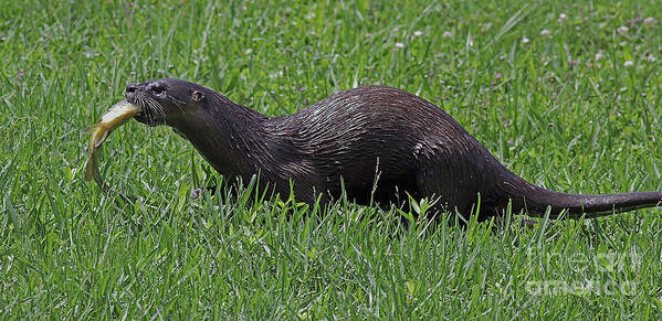 Otter Art Print featuring the photograph Otter with Fish by Larry Nieland