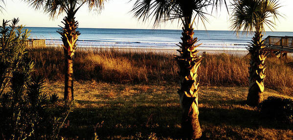 Palm Trees Art Print featuring the photograph Palm Triangle by Robert Knight