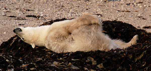 Polar Art Print featuring the photograph Polar Bear Warmup by Ted Keller