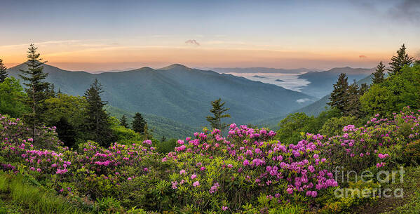 Catawba Rhododendron Art Print featuring the photograph Rhodo Bend by Anthony Heflin