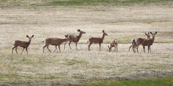 Deer Art Print featuring the photograph Row of Deer by Natalie Rotman Cote