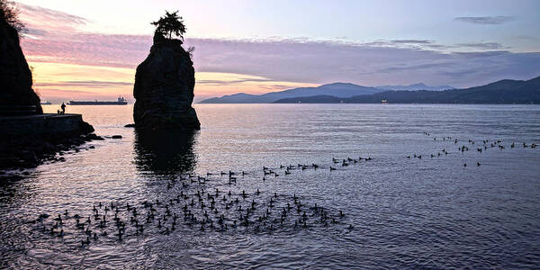 Vancouver Art Print featuring the photograph Seabird Suppertime by Cameron Wood