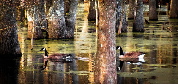 Cypress Trees Art Print featuring the photograph SERENITY of CYPRESS by Karen Wiles