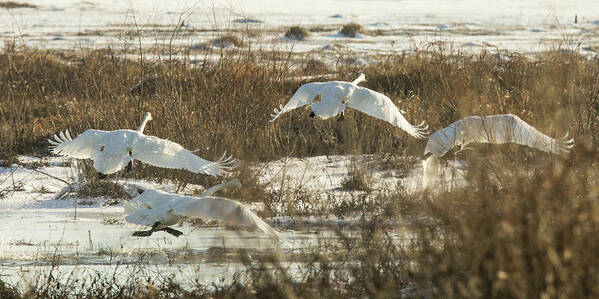 Trumpeter Swans Art Print featuring the photograph Take Off by Holly Ross