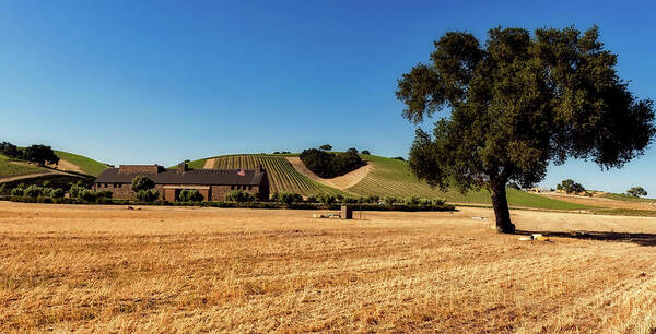 Paso Robles Art Print featuring the photograph Vineyards Of California by Mountain Dreams