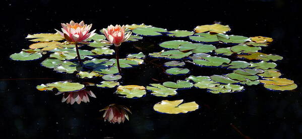 Waterlily Art Print featuring the painting Waterlily Panorama by Marilyn Smith