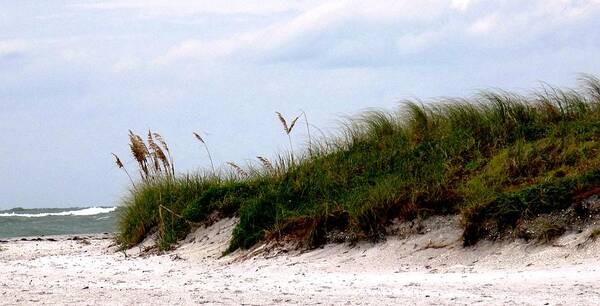 Florida Art Print featuring the photograph Where the Sea Wind Blows by Ian MacDonald