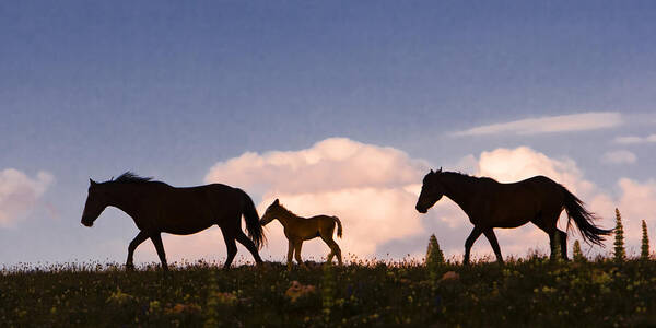  Art Print featuring the photograph Wild Horses and Clouds by Mark Miller