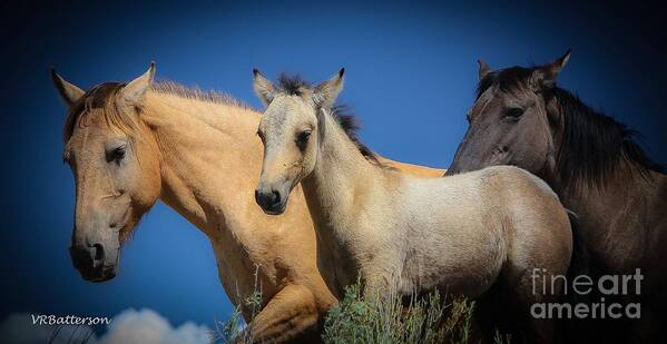 Horses Art Print featuring the photograph Wild Horses on Blue Sky by Veronica Batterson