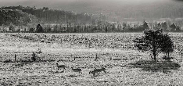 Winter Art Print featuring the photograph Winter Morning Moment by Randall Evans