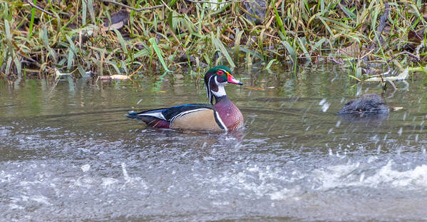 Wood Duck Art Print featuring the photograph Wood Duck by Jerry Cahill