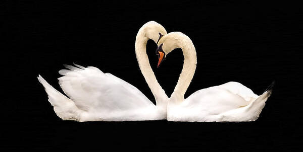 Swans Art Print featuring the photograph Young Love by Cathy Donohoue