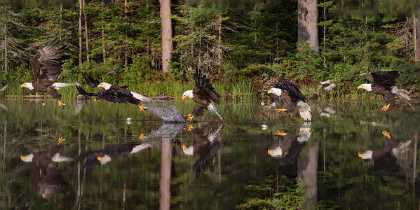 Eagles Art Print featuring the photograph 5 Shot Eagle Fish Grab by Duane Cross