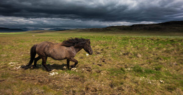 Horse Art Print featuring the photograph An Icelandic Horse On Grassland by Mint Images - Art Wolfe
