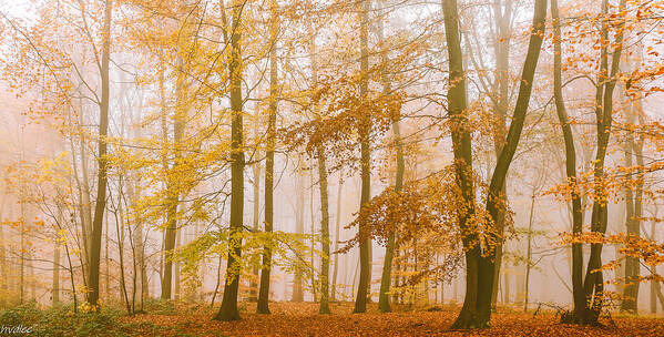 #trees#beech#forest#woord#autumn#brown#fog#nature#landscape Art Print featuring the photograph Beech Trees Forest by Hilda Van Der Lee