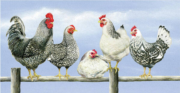 Black & White Hens 1 Art Print featuring the painting Black & White Hens 1 by Janet Pidoux