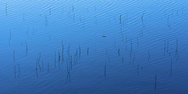 Reed Art Print featuring the photograph Blue Hour Reeds on a Pond by William Dickman