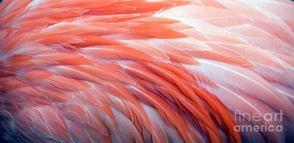 Spa Art Print featuring the photograph Flamingo Feather Background by Vzphotos