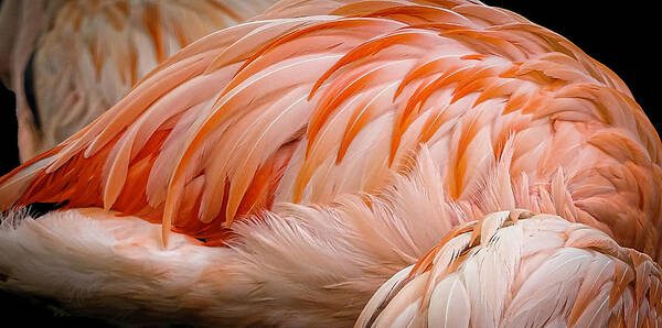 2019-10-06 Art Print featuring the photograph Flamingo by Phil And Karen Rispin