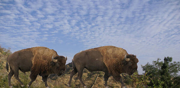 Group Art Print featuring the photograph Group of bison walking against rocky mountains by Steve Estvanik