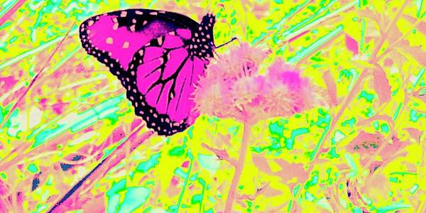Butterfly Art Print featuring the photograph Hanging-on by Debra Grace Addison