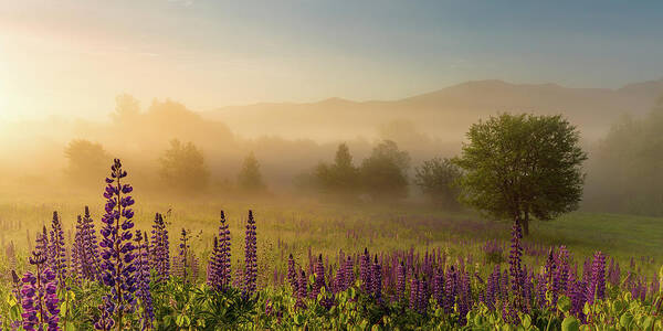 Amazing New England Artworks Art Print featuring the photograph Lupine In The Fog, Sugar Hill, NH by Jeff Sinon