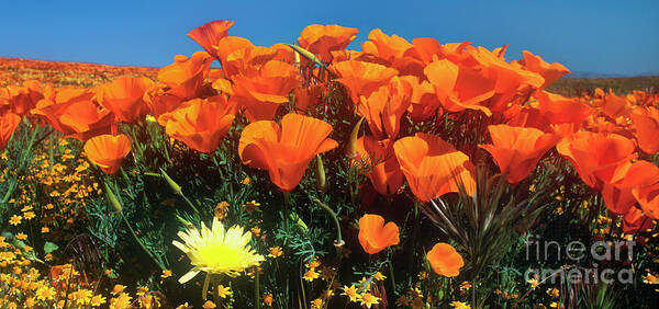 Dave Welling Art Print featuring the photograph Panorama California Poppies Desert Dandelions California by Dave Welling