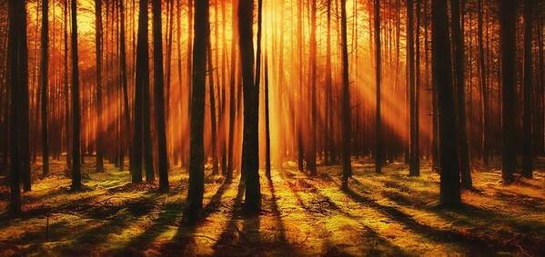 Forest Art Print featuring the photograph Sunlight Forest by Teresa Trotter