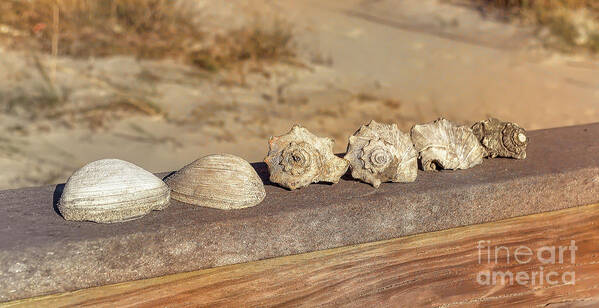 Beach Art Print featuring the photograph The Shell Collection by Kathy Baccari
