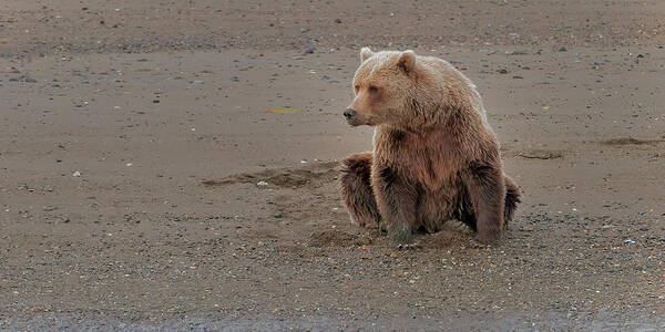 Wild Art Print featuring the photograph Coastal Brown Bear waiting on dinner #1 by Gary Langley