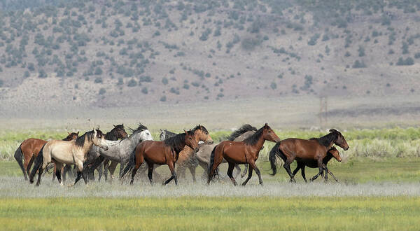 Horses Art Print featuring the photograph Running Wild #2 by Cheryl Strahl
