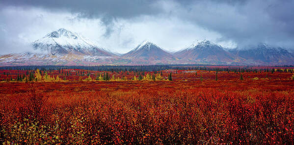 Autumn Art Print featuring the photograph Autumn Blaze in the Alaskan Wilderness by Kyle Lavey