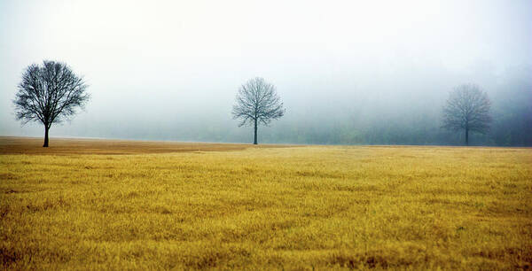 Winter Art Print featuring the photograph Bare Trees on Golden Grass by WAZgriffin Digital