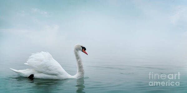 Swan Art Print featuring the photograph Beautiful white swan swimming in water. Fine art nature with wil by Jelena Jovanovic